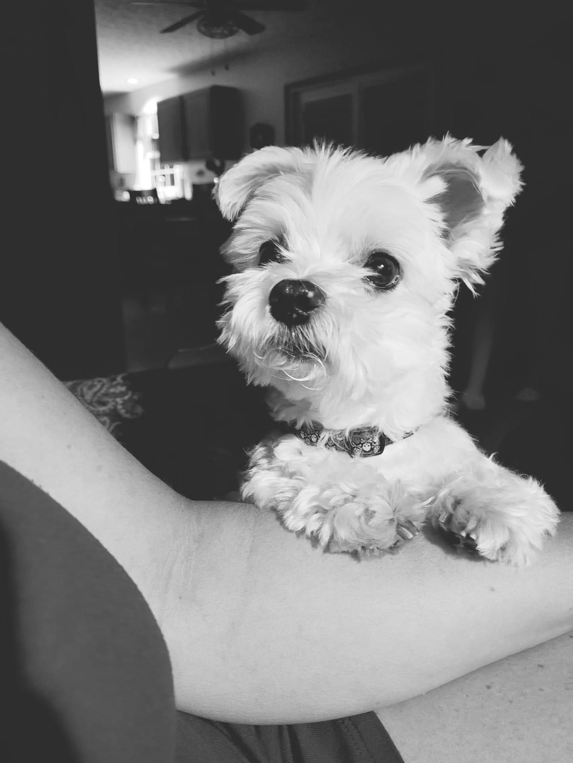 Moe Faithful Companion moe-faithful-companion